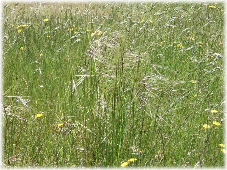 Chilean Needle Grass
