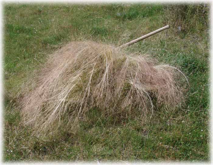 Nassella Tussock