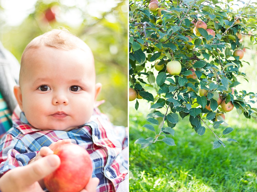 Apple Orchard_3.jpg