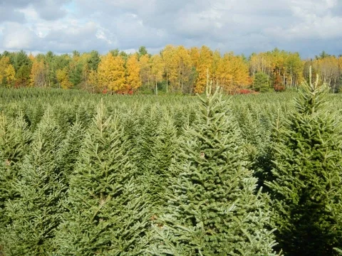 Nickelson's Christmas Tree Farm.jpg