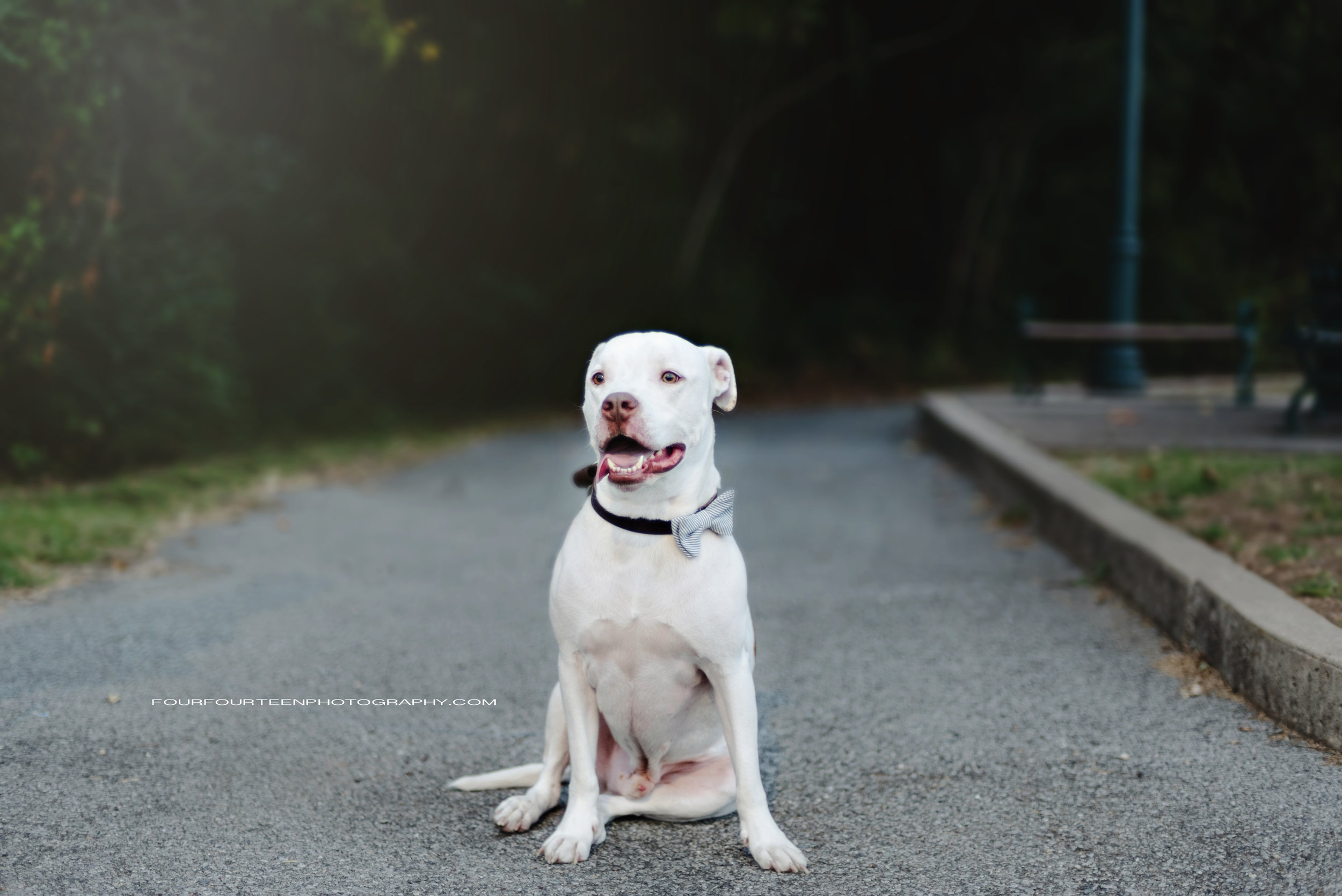 Bentley, Dandy, and Mac! { Siloam Springs, Arkansas | Pup Portraits }