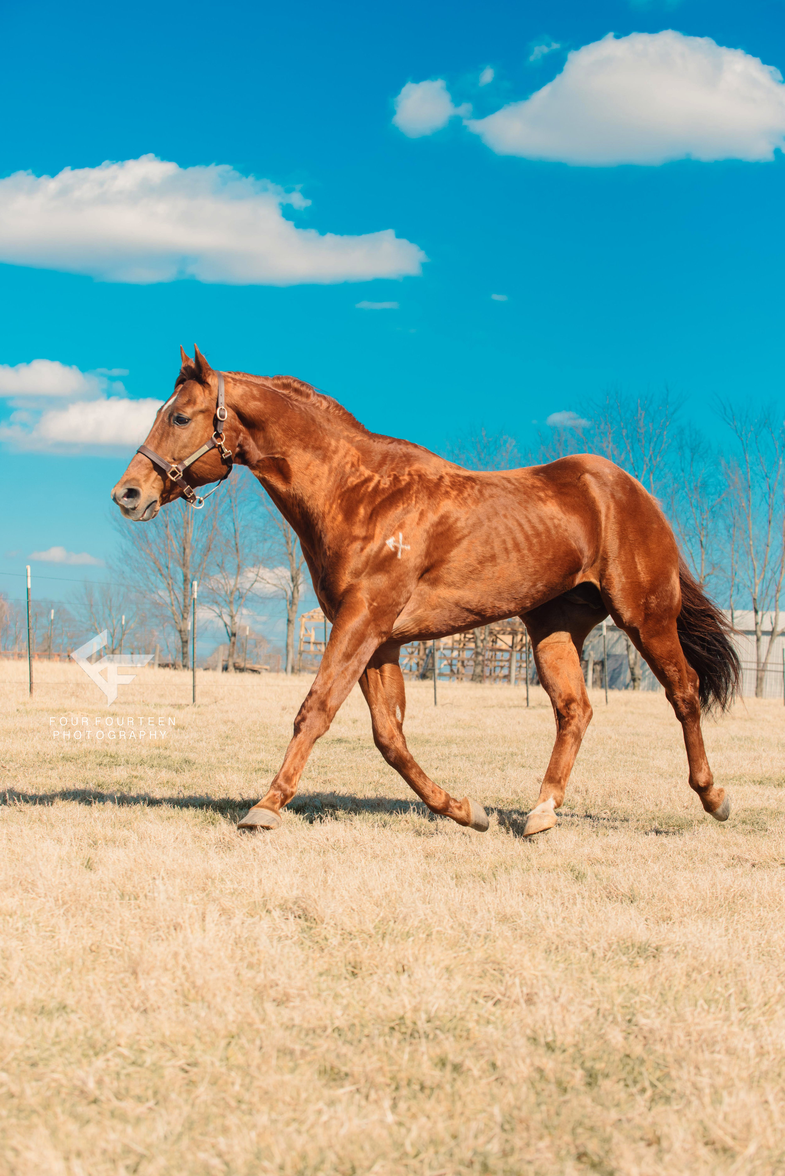 Shepherd Performance Horses { Tontitown, Arkansas }