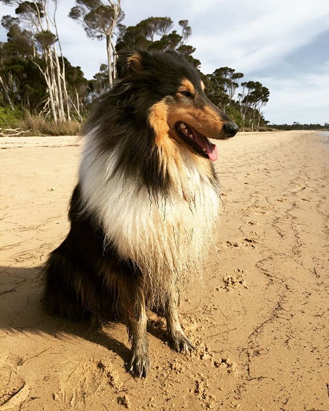 Walks after work today 🐺 #roughcollie #melbourne