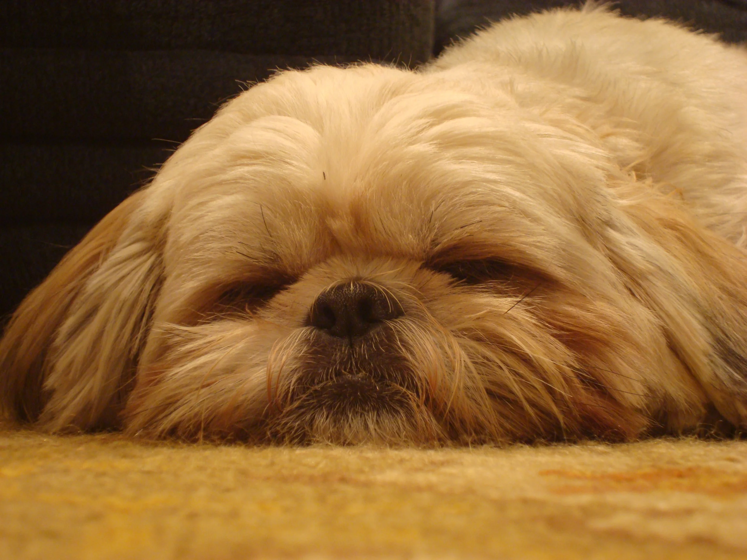 Mom Daze - The Rescue Dog 