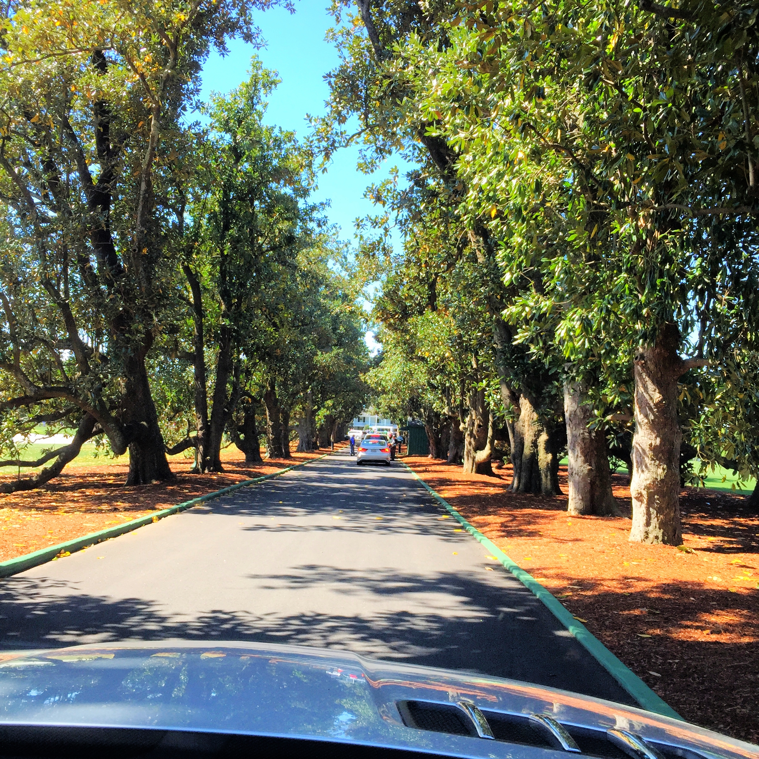 Driving down Magnolia Lane.