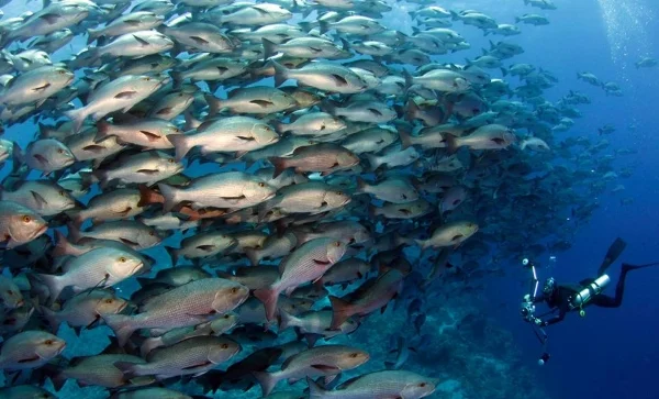 diving-komodo-national-park.jpg