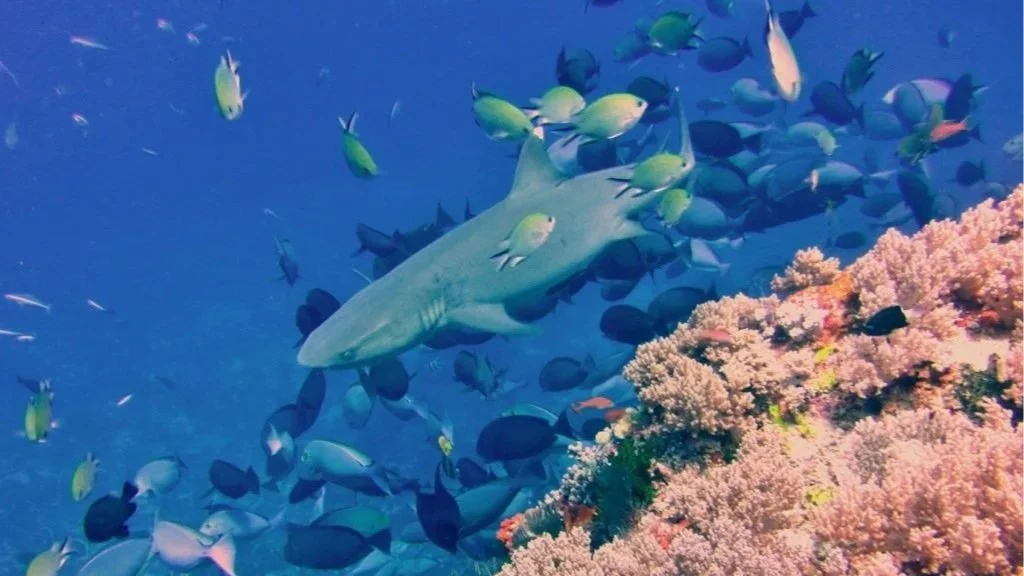 Where to See Sharks in Komodo