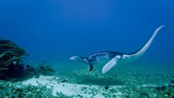 Manta Rays in Komodo: Best Dive Sites, Conditions & What to Expect