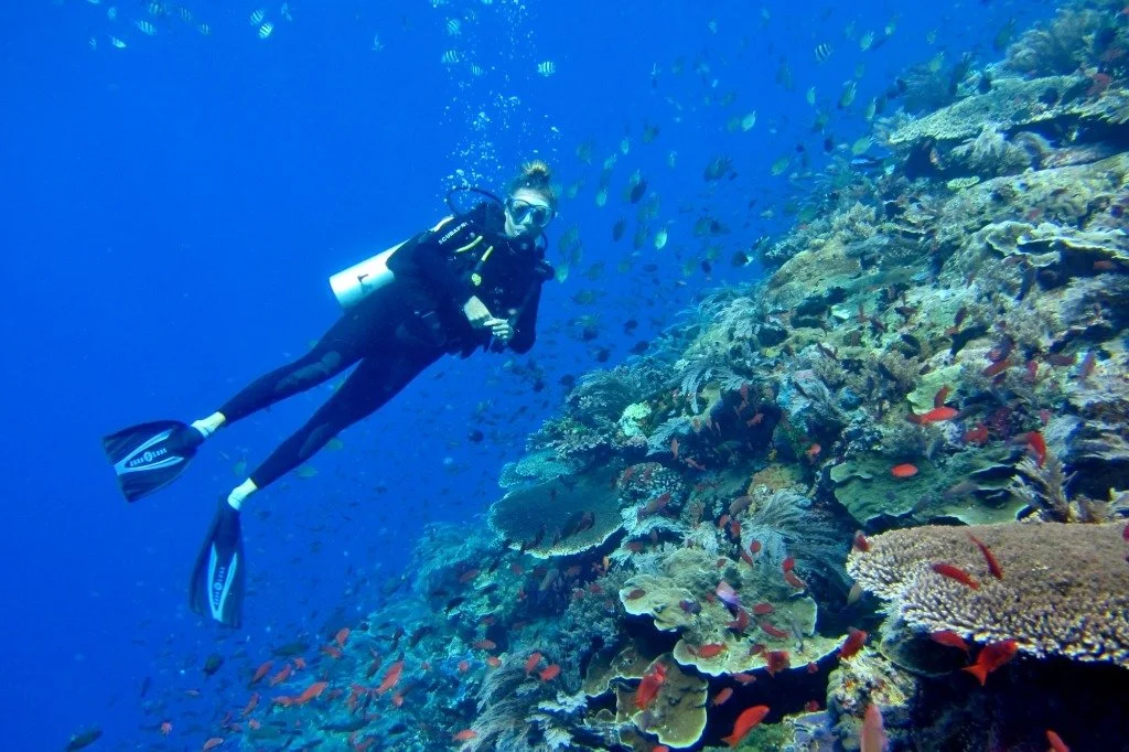 Why Komodo’s Coral Reefs Are So Healthy (And What Divers See)