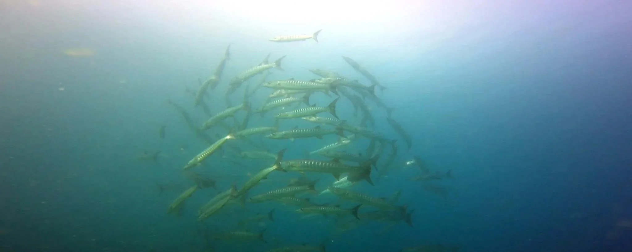 Schooling Fish in Komodo: Why the Ocean Comes Alive