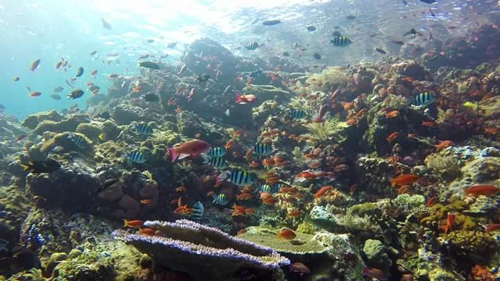 Komodo Marine Life Guide: Sharks, Manta Rays &amp; Reef Ecosystems