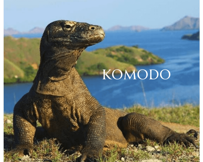 8-day liveaboard • Big fish, currents &amp; dramatic landscapes. From 23,000,000 IDR