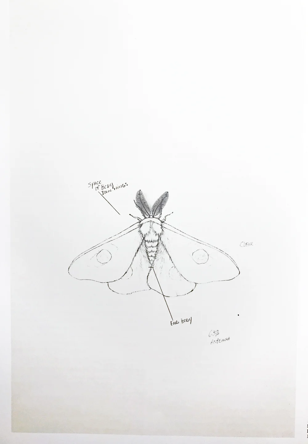 Jennifer Pastor, Study for Spring , 1996. Drawing now : eight propositions