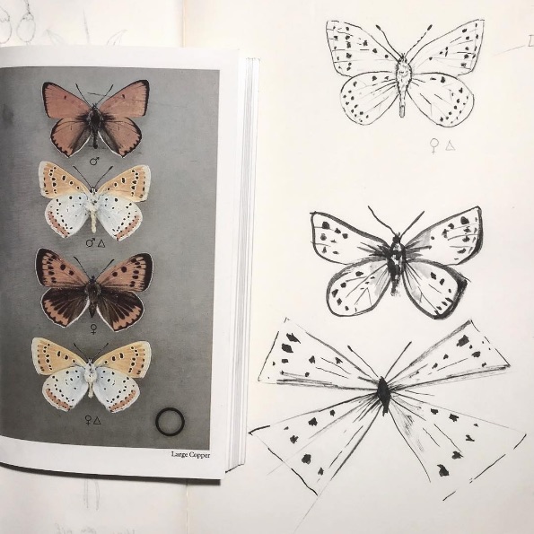 Figure 2. Butterfly Sketchbook Studies, 2017 . Draft pencil, Ink, Zig Dip Pen and synthetic brush on paper.