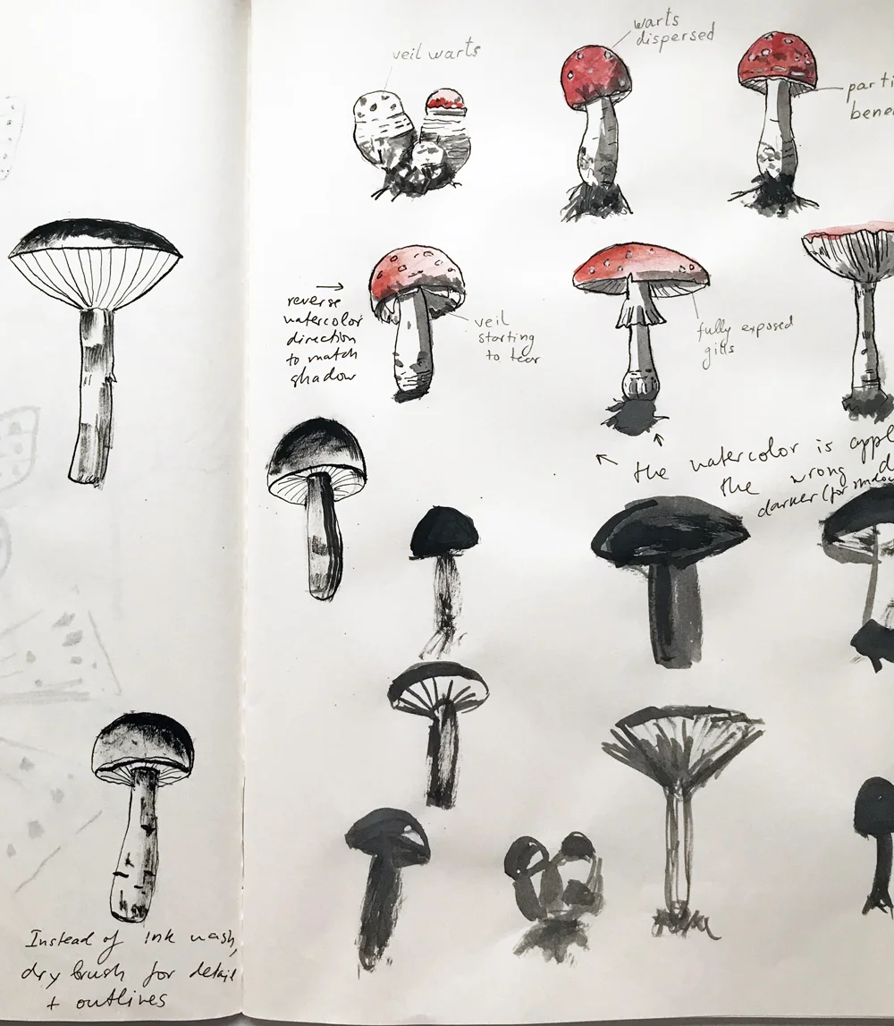 Figure 3. Mushroom Sketchbook Studies , 2017. Draft pencil, ink, watercolor, Tachikawa dip pen and synthetic brush on paper.