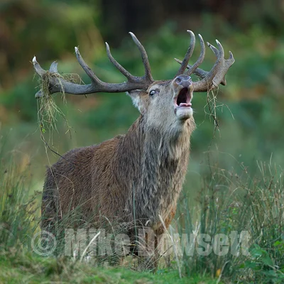 Deer-Gallery-3421.jpg