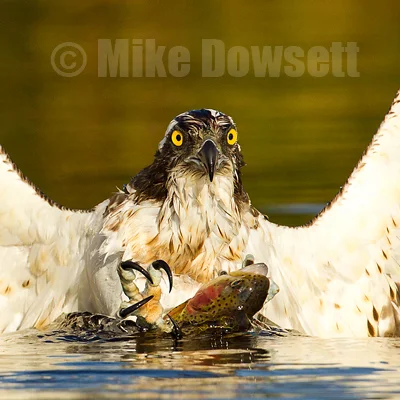 Osprey-Gallery-1312.jpg