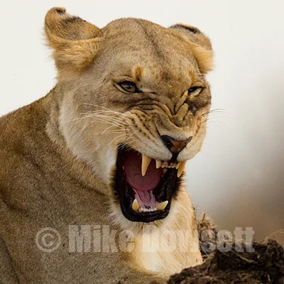 Masai-Mara-Gallery-2459.jpg