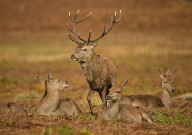Red Deer Stag with Hinds