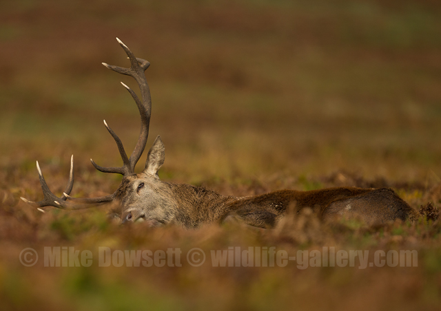 Red Deer Stag Sleeping
