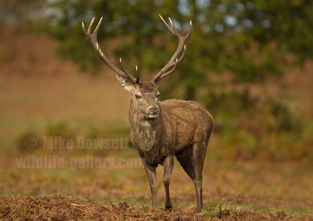 Red Deer Stag