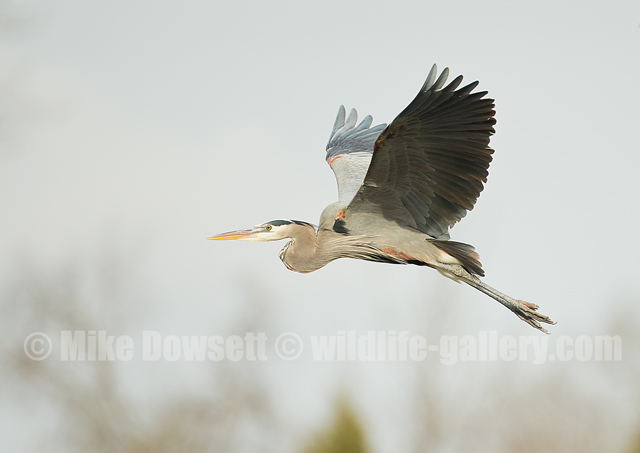 Great Gray Heron in flight
