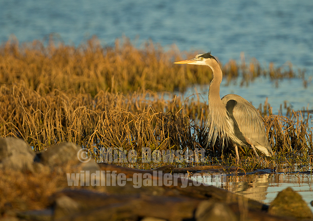 Great Gray Heron
