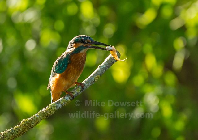 Kingfisher with a fish
