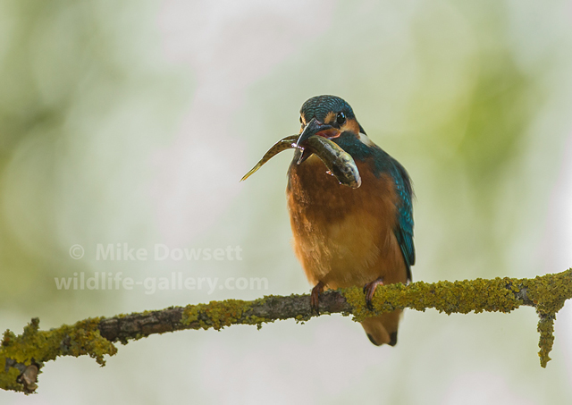 Kingfisher with a fish