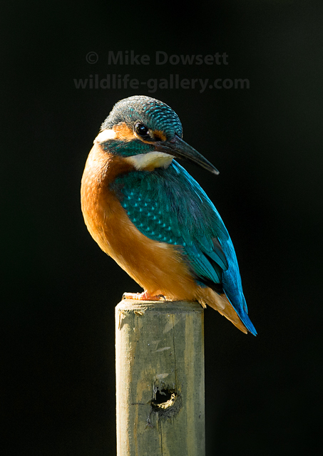 Kingfisher Portrait