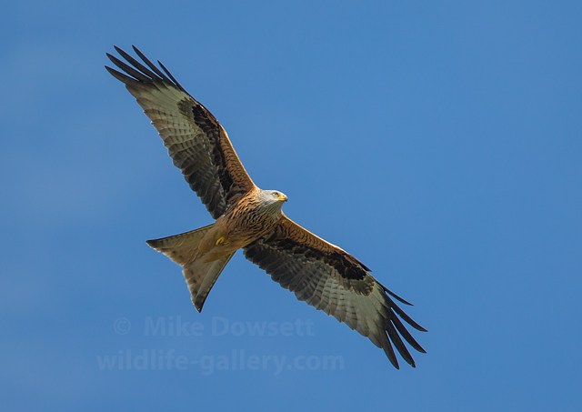 Classic Red Kite in flight, unusually against a blue sky. 500mm f4 ISO400 1/1600sec 