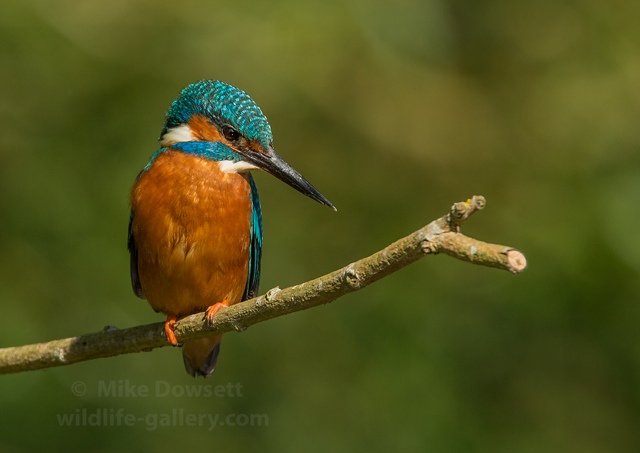 The male Kingfisher in the image above returned after clearing an area of the overgrown bank-side vegetation. Canon EOS 5D Mk.iii Canon EF500 + 1.4 Ext = 700mm f8 iso400 1/1250 sec - Early May 2017