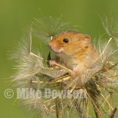 Harvest Mouse Dandelion 