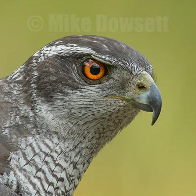 Northern Goshawk Close-Up 