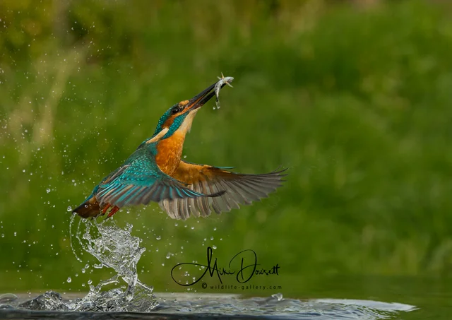  © A male Kingfisher exploding from the water with a fish - My best Kingfisher image so far... ©