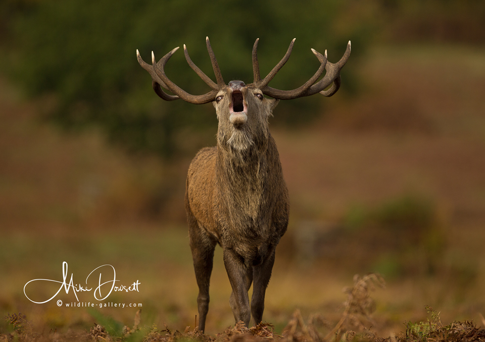 A Red Deer Stag bellowing/roaring during the October Deer Rut, warning off any male contenders to his herd of hinds - Stay away, they are mine !