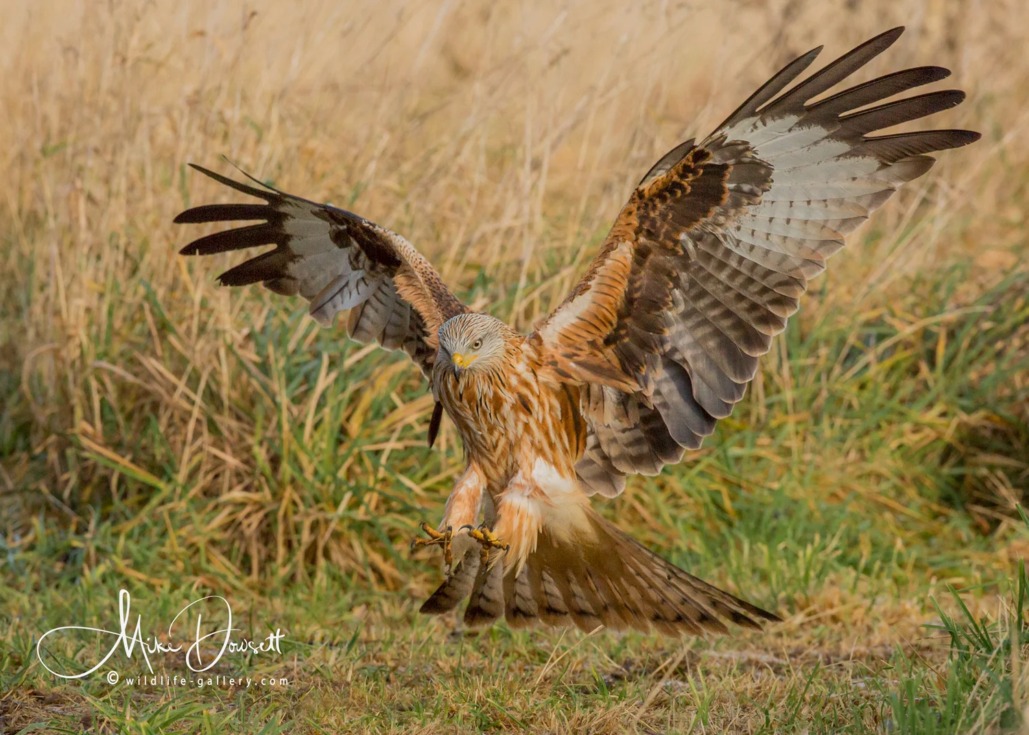 wildlifegallery>Red Kites