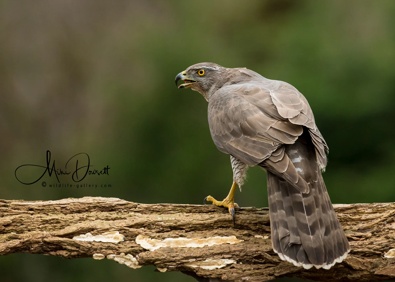 Northern Goshawk: A Northern Goshawk, sitting in a very aggressive position. Taken deep in the forest of middle Netherlands.