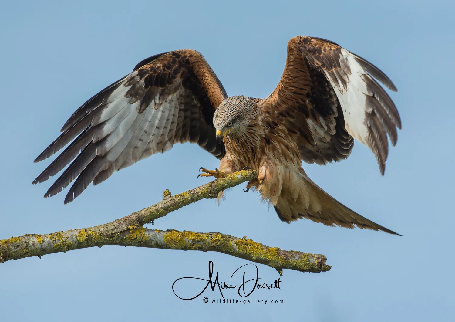 wildlifegallery>Red Kites