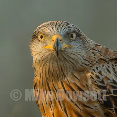 Red Kite Perched 