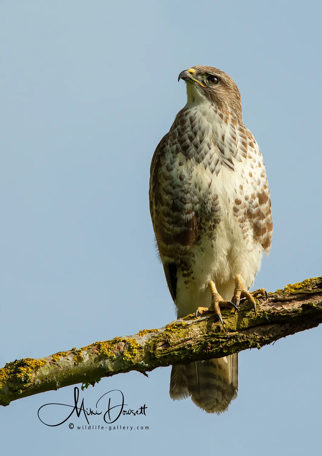 This beautiful Common Buzzard is King of the meadow and the surrounding areas. No other bird or animal comes close to the strength and aggression of this raptor.