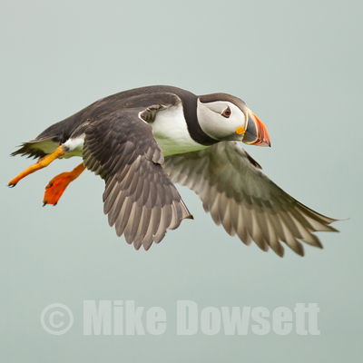Atlantic_Puffin-Gallery-2958w.jpg