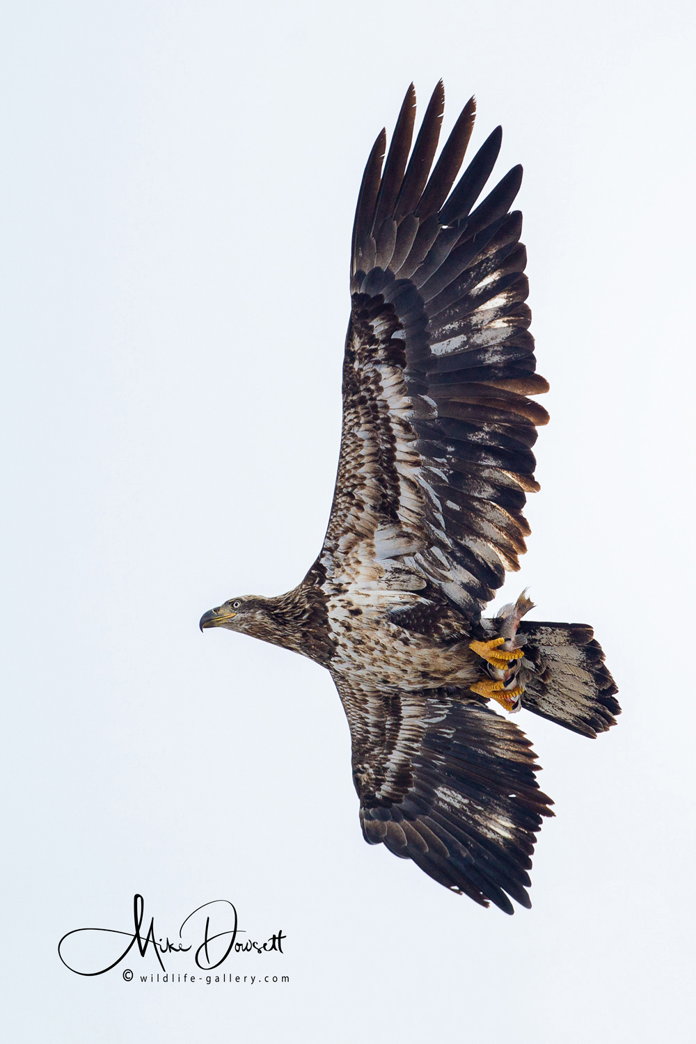 Wildlife Gallery Chasing Bald Eagle Flight Images
