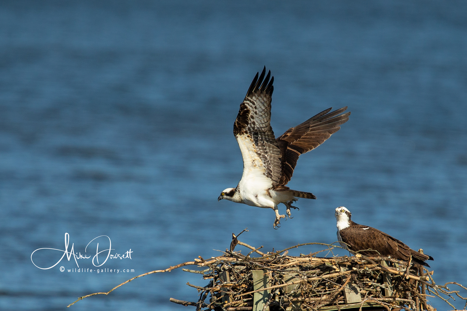 Pair of Osprey on their nest