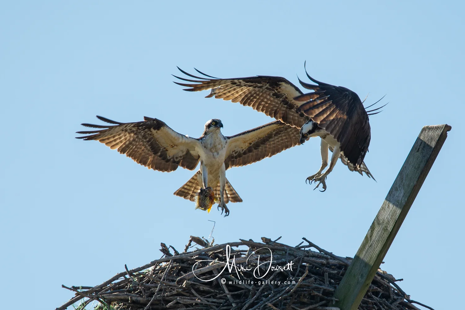 The male Osprey returns to the nest after catching a small fish from the Detroit River