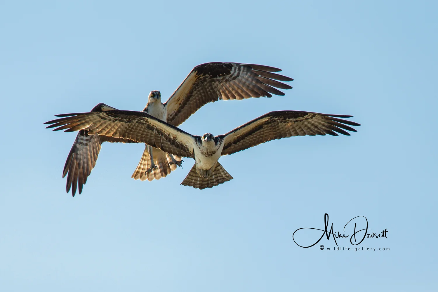 This pair of Osprey looked to really enjoy being together & flew side by side, very close. The Male is behind.