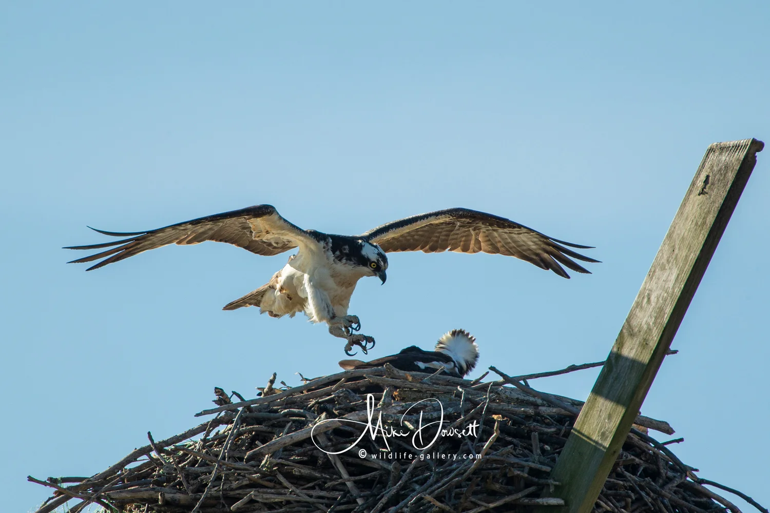 Male landing on the female, moments before mating