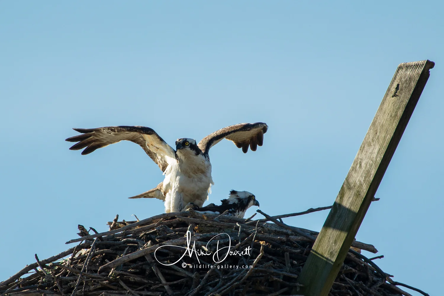 Michigan Osprey making babies on a beautiful spring morning.