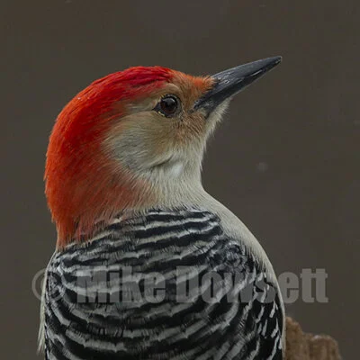 Red-Bellied Woodpecker in snow