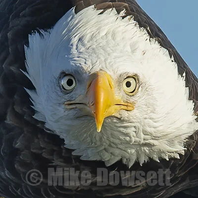 Bald Eagle Close Up